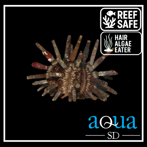 Pencil Urchin; Atl. - Eucidaris tribuloides