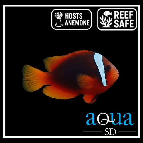 Tomato Clown; Captive Bred. - Amphiprion frenatus