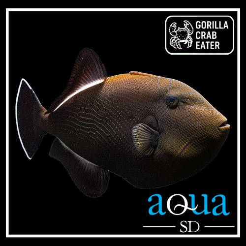 Black Trigger; I.O - Melichthys indicus