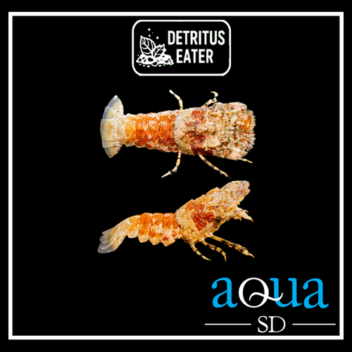 Orange Slipper Lobster; Atl. -