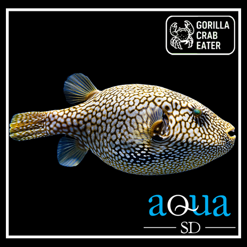 Mappa Puffer - Arothron mappa