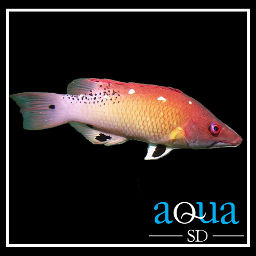 Dianas Hogfish - Bodianus diana