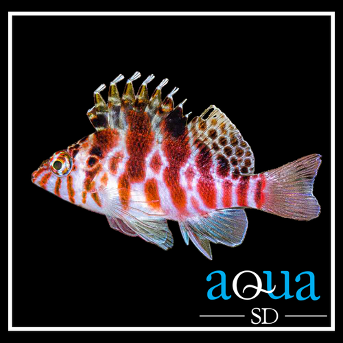 Spotted Hawks - Cirrhitichthys aprinus
