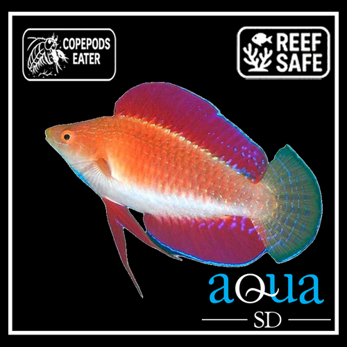 Ruby Finned Fairy Wrasse; Male - Cirrhilabrus rubripinnis
