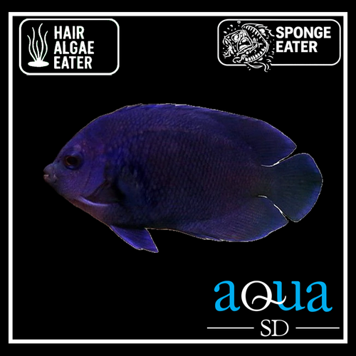 Debs (Blue Velvet) Angel; Fiji - Centropyge deborae