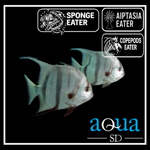 Spade Fish; Atl. - Chaetodipterus faber