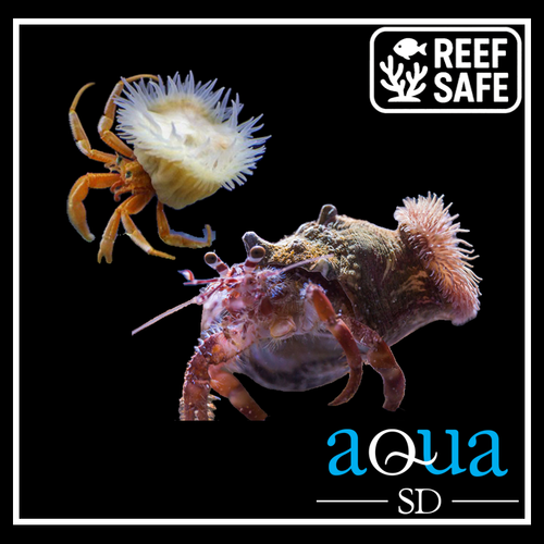 Anemone Hermit Crab - Dardanus pedunculatus