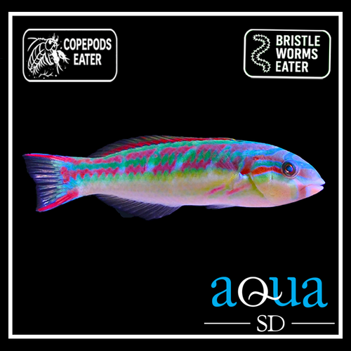 Rainbow Wrasse - Thalassoma quinquevittatum