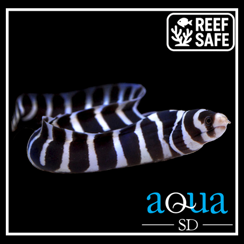 Banded Moray Eel - Echidna polyzona