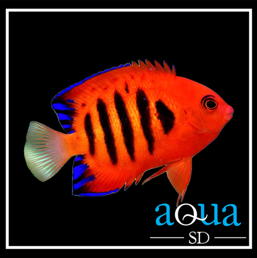 Flame Angel; Mar. - Centropyge loricula