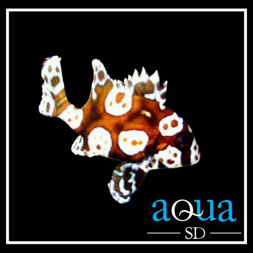 Spotted Sweetlips - Plectorhinchus chaetodonoides