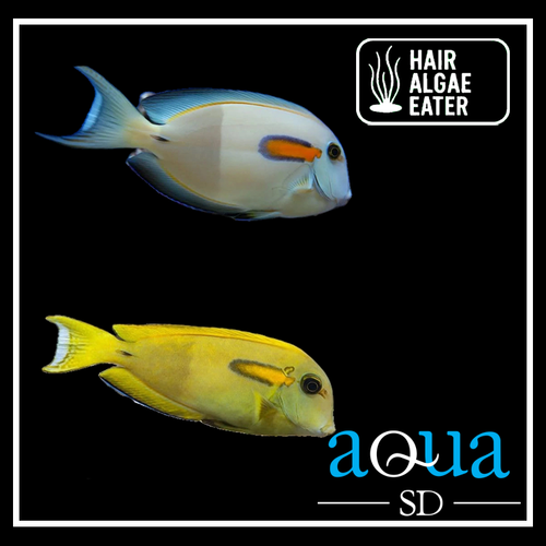 Orange Shoulder Tang - Acanthurus olivaceus