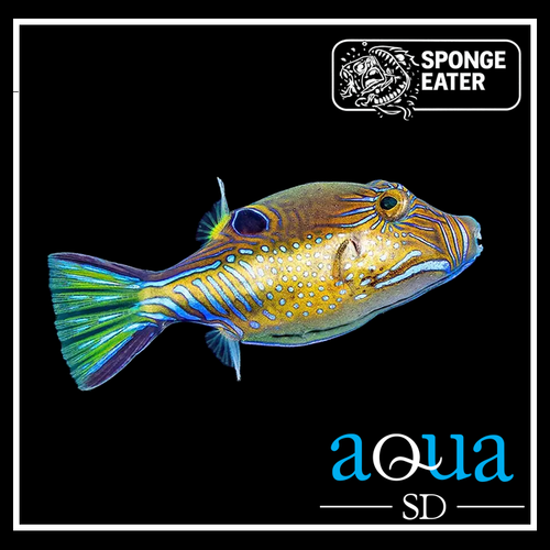 Sharpnose Puffer; Atl. - Canthigaster rostrata