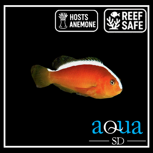 Orange Skunk Clown - Amphiprion sandaracinos