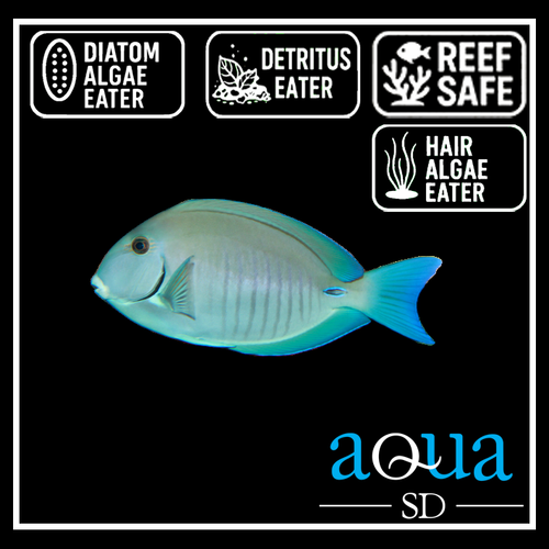 Doctorfish; Atlantic - Acanthurus chirurgus