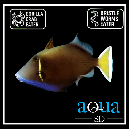 White Tail Trigger - Sufflamen albicaudatus