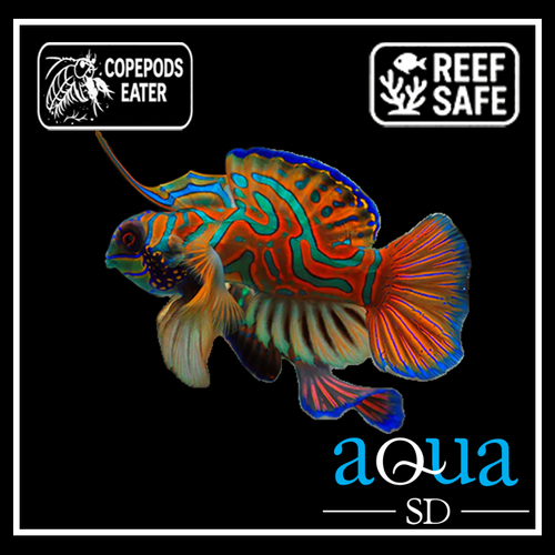 Red Mandarin Goby - Synchiropus splendens