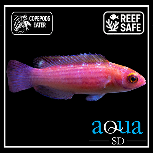Earles Fairy Wrasse; MALE; Marshall Island - Cirrhilabrus earlei