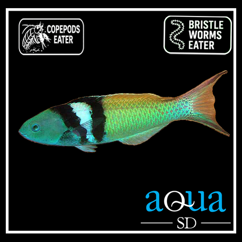 Bluehead Wrasse; Atl. - Thalassoma bifasciatum