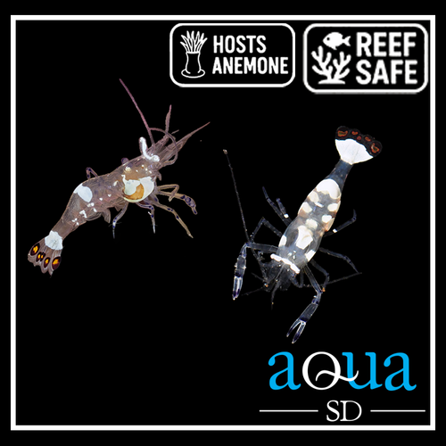Anemone Shrimp - Periclimenes sp.