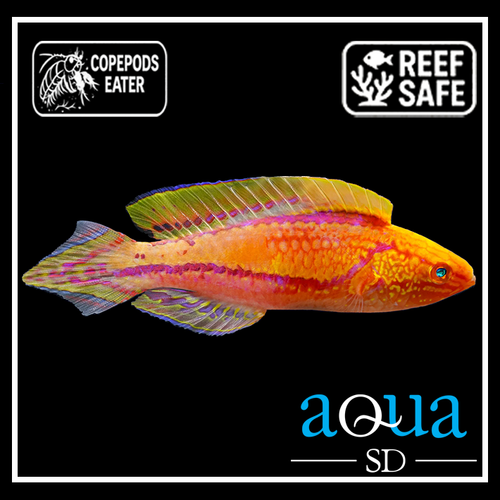 Pintail Fairy Wrasse; Male - Cirrhilabrus isosceles