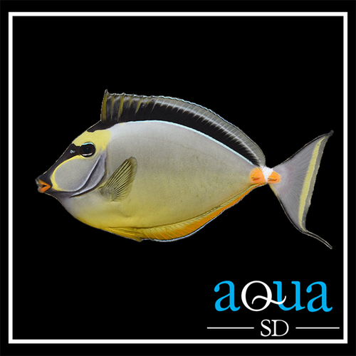 Naso Tang - Naso lituratus