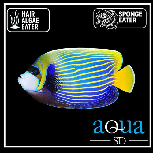Imperator Angel; Adult - Pomacanthus imperator