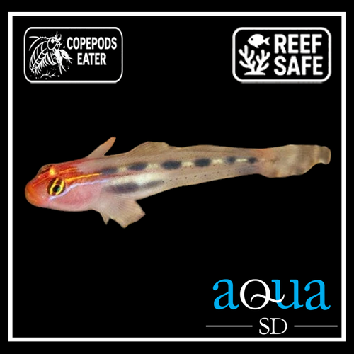 Red Cap Goby - Elacatinus puncticulatus