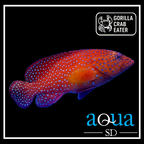 Miniatus Grouper - Cephalopholis miniata