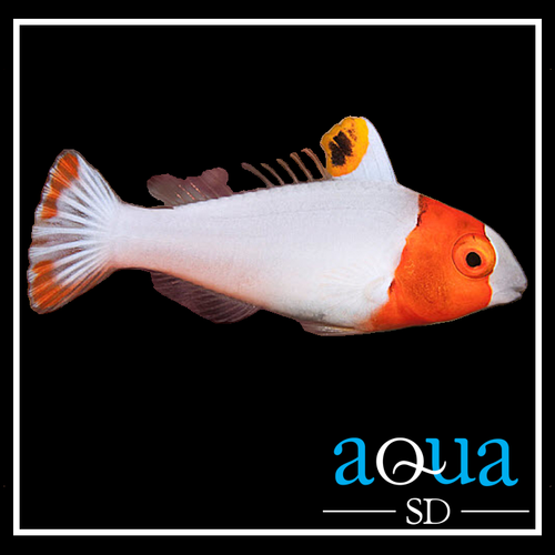 Bicolor Parrotfish - Cetoscarus bicolor