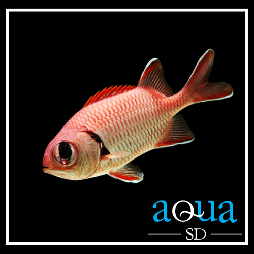 Bigeye Soldierfish - Myripristis sp.