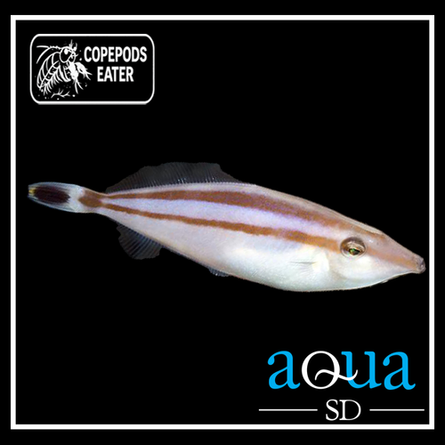 Rhino Leatherjacket Filefish - Pseudalutarius nasicornis
