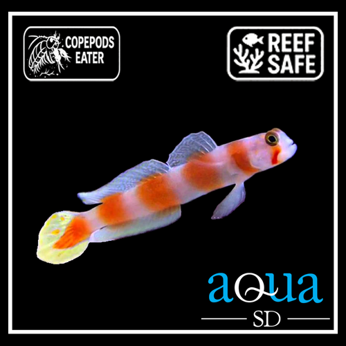 Orange Banded Prawn Goby - Amblyeleotris steinitzi