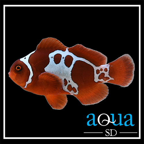 Maroon Clown; Lightning; Captive Bred. - Premnas biaculeatus
