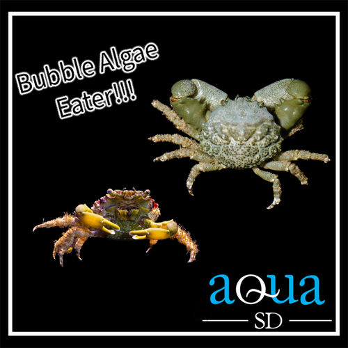Emerald Crab; Atl. - Mithraculus sculptus