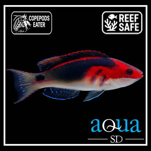 Exquisite Fairy Wrasse; Afr. - Cirrhilabrus exquisitus