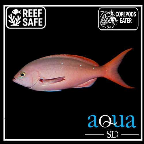 Ruby Anthias - Paranthias colonus