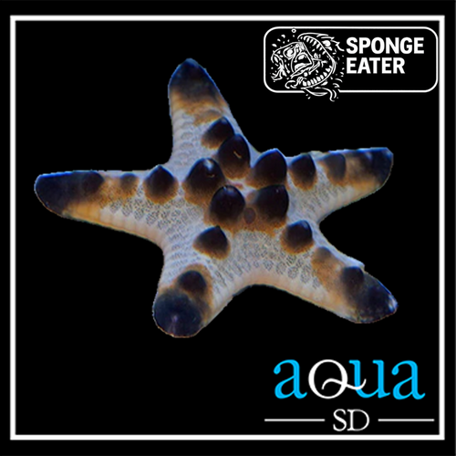 Choc Chip Star; Color - Protoreaster nodosus