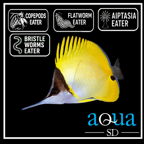 Yellow Longnose Butterfly - Forcipiger flavissimus