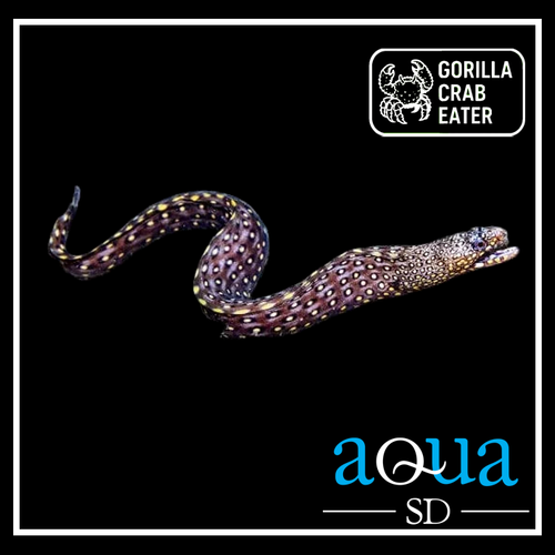 Dragon Eel; Mex. - Muraena lentiginosa