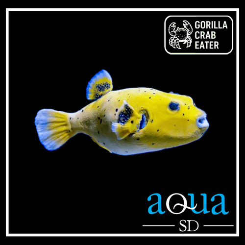 Dogface Puffer; Yellow Belly - Arothron nigropunctatus