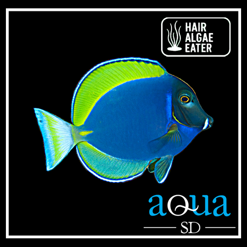 Powder Blue Hybrid Surgeon - Acanthurus sp.