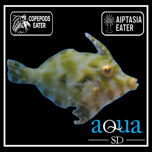 Aiptasia Eating File - Acreichthys tomentosus