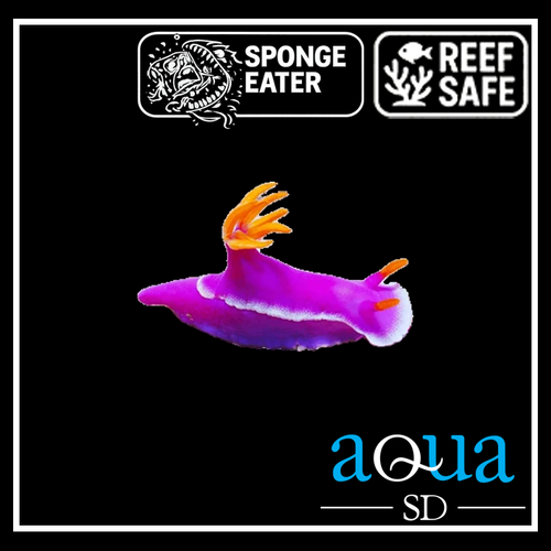 Purple Sea Slug - Chromodoris sp.