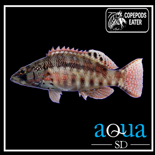 Barred Serrano; Mex. - Serranus psittacinus