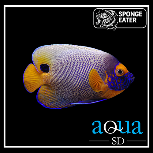Blueface Angel - Pomacanthus xanthometopon