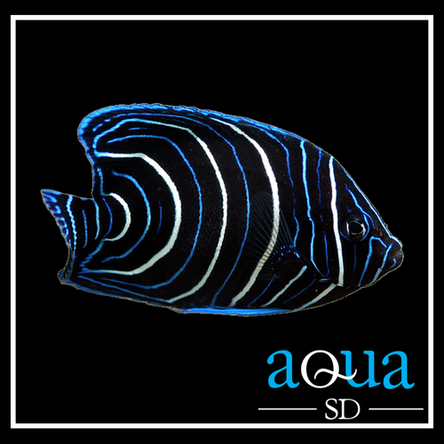 Koran Angel; Juv. - Pomacanthus semicirculatus