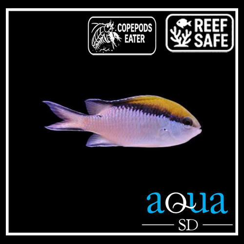 Barrier Reef Chromis; Aus. - Chromis nitida