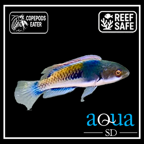 Purple Scale Fairy Wrasse; Male - Cirrhilabrus lyukyuensis