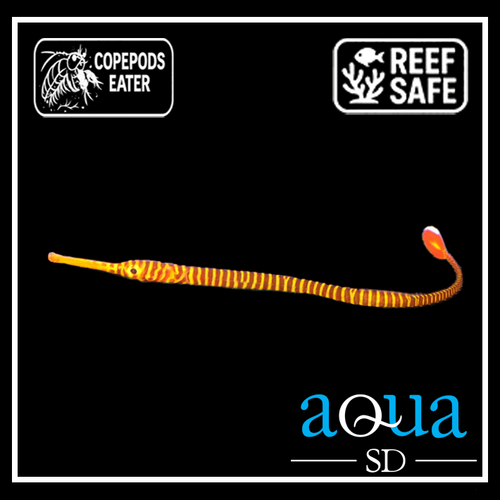 Red Banded Pipefish - Doryphamus multiannulatus